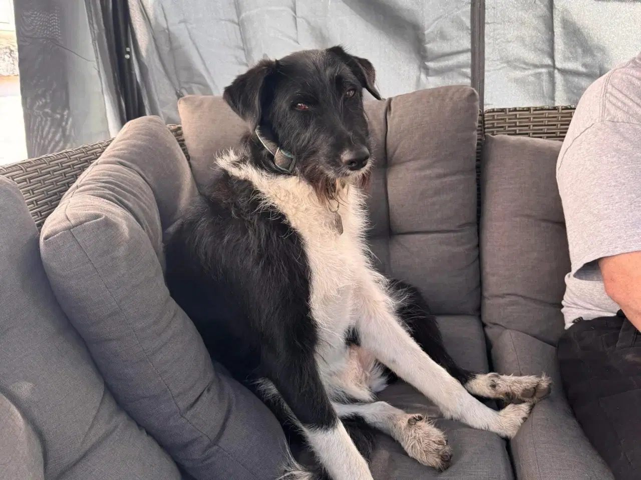 Billede 4 - Dejlige Bella søger nyt hjem med hundeven 🩷