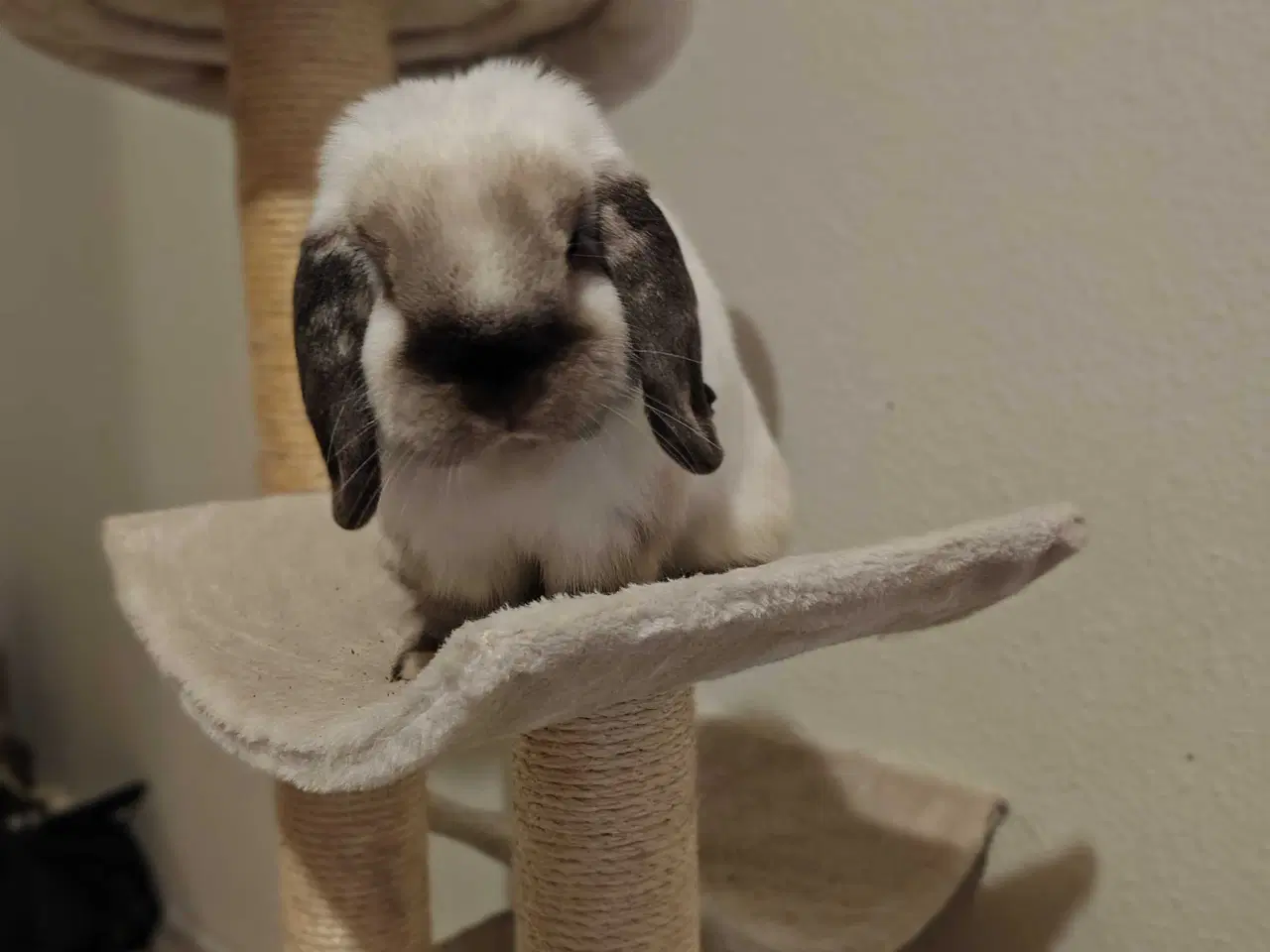 Billede 4 - Kastreret han og Neutraliseret hun 🍀