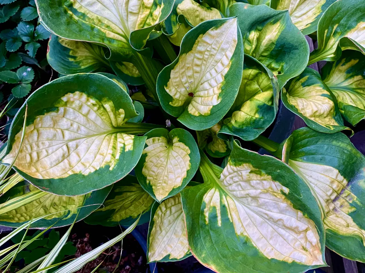 Billede 3 - Hosta
