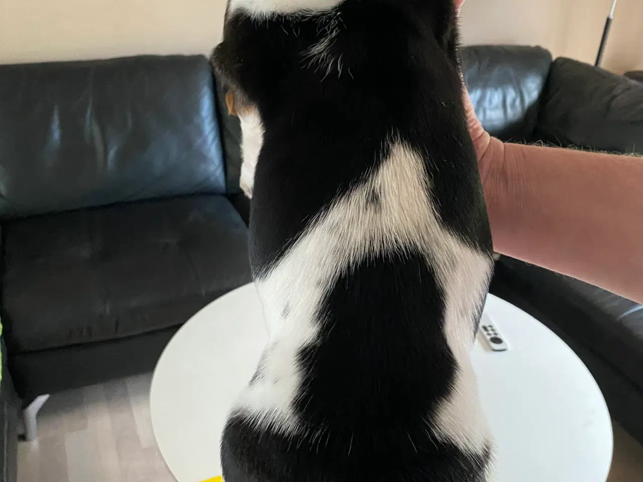Billede 4 - Basset Hound hvalpe