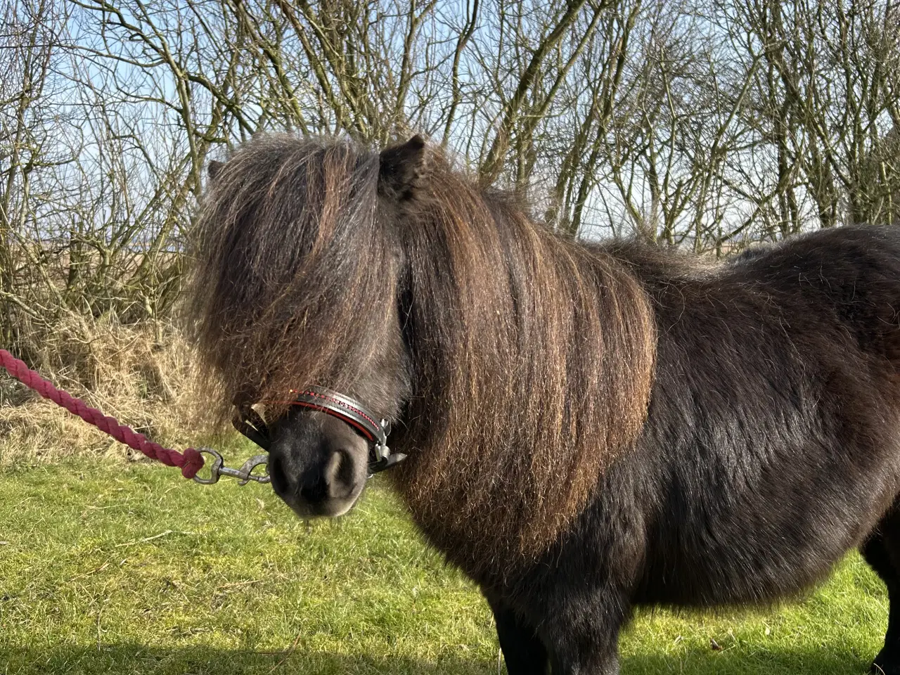 Billede 17 - Super skøn mini shetlænder sælges