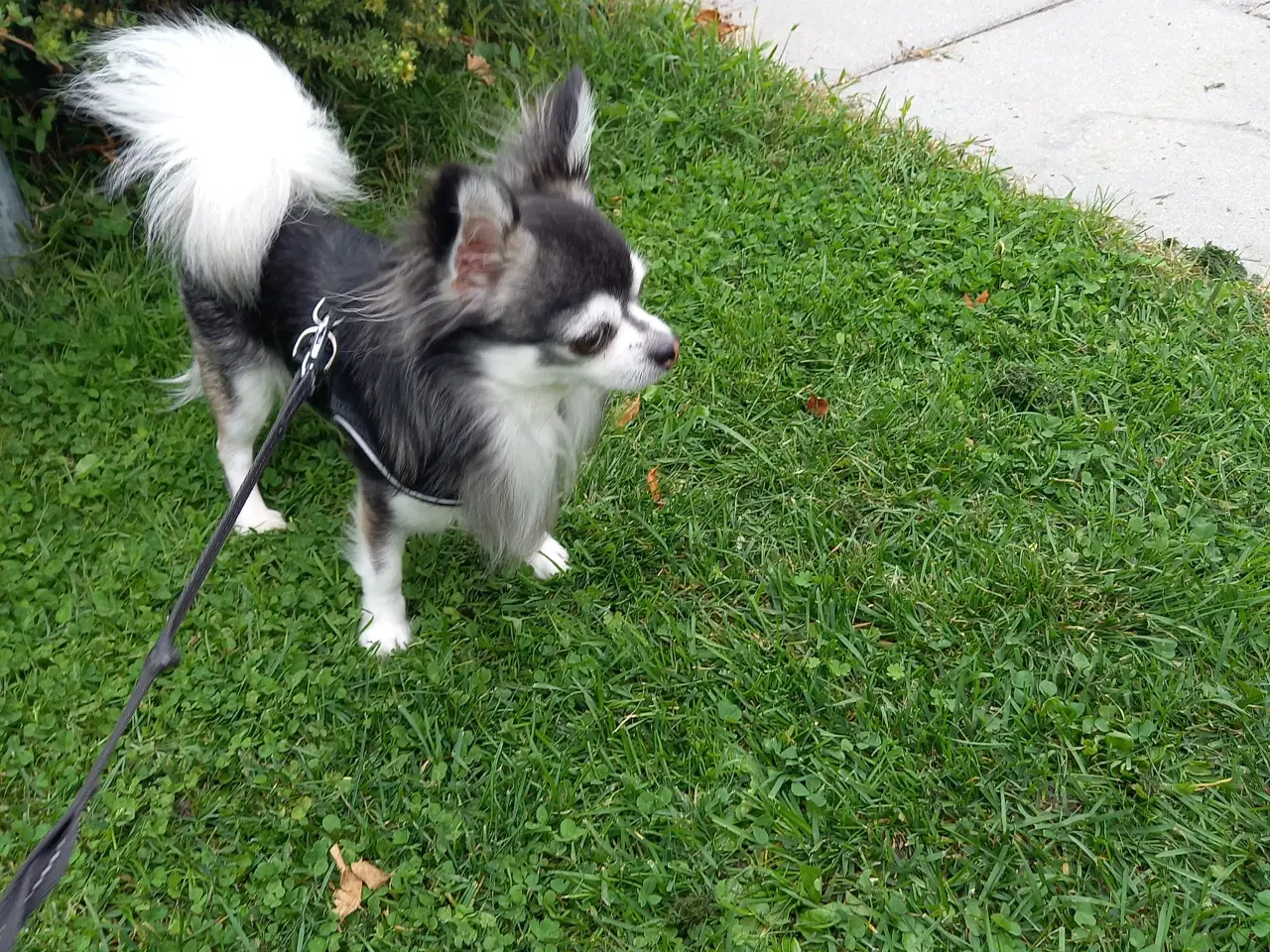 Billede 1 - Chihuahua-han til avl