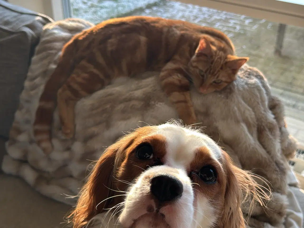 Billede 7 - Sød hunkat søger nyt hjem 