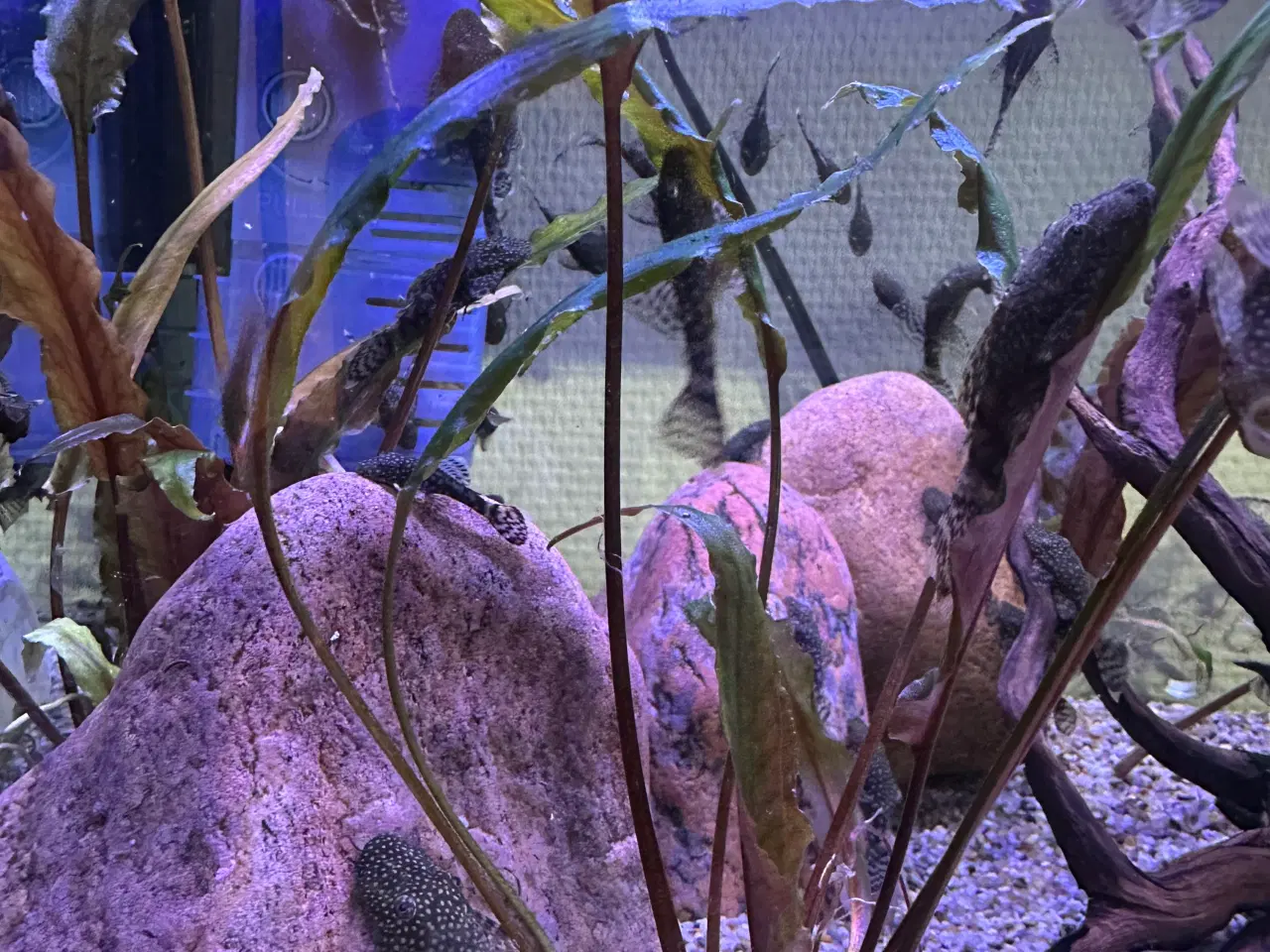 Billede 5 - Ancistrus Maller 