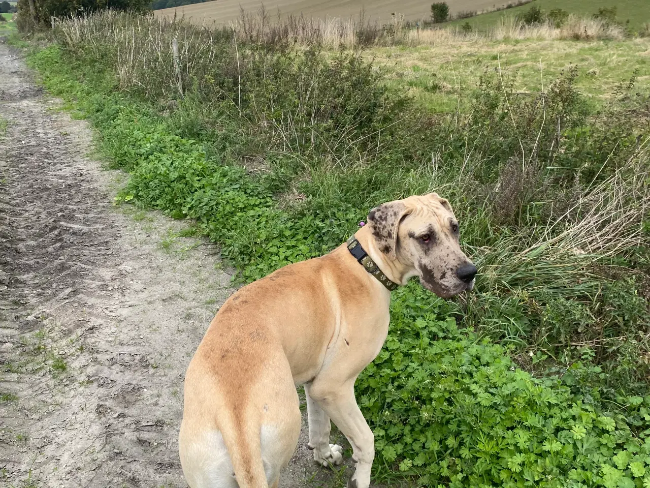 Billede 7 - Grand danois på 1 år