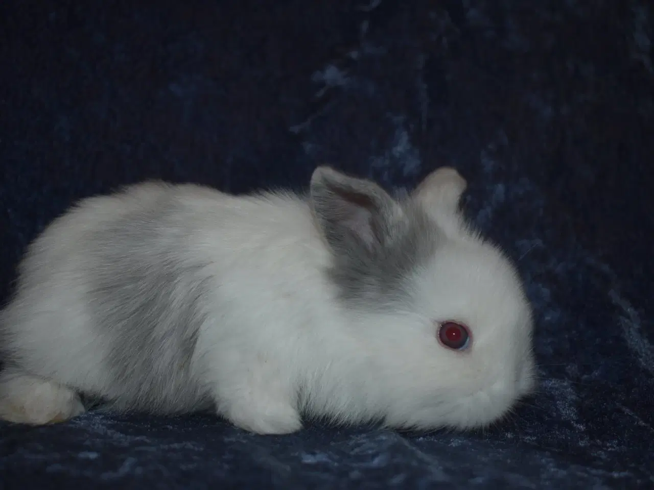 Billede 1 - Minilop/Teddy dreng 