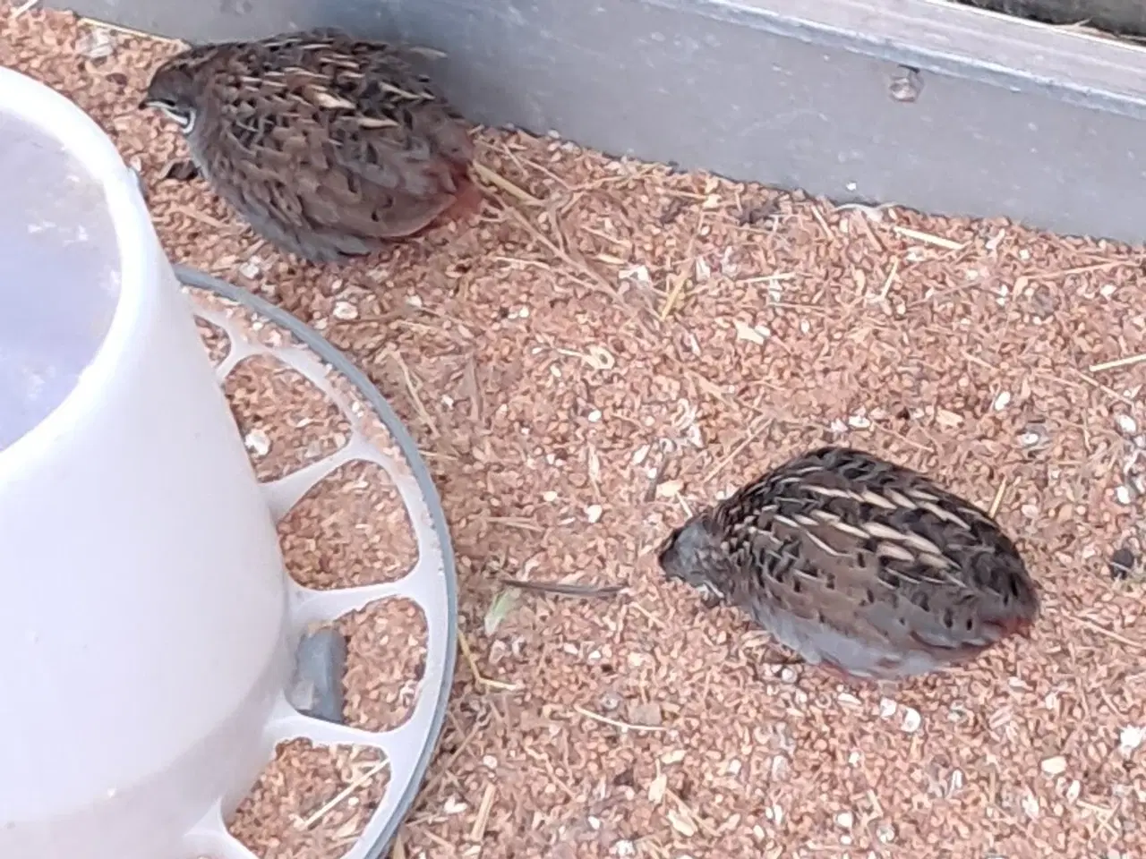 Billede 2 - Kinesisk dværgvagtler