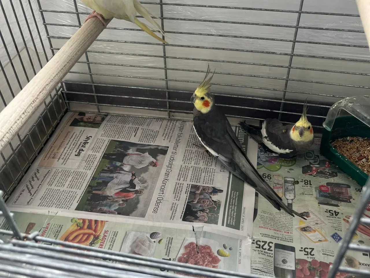 Billede 2 - Gambar Burung, Cockatiel.