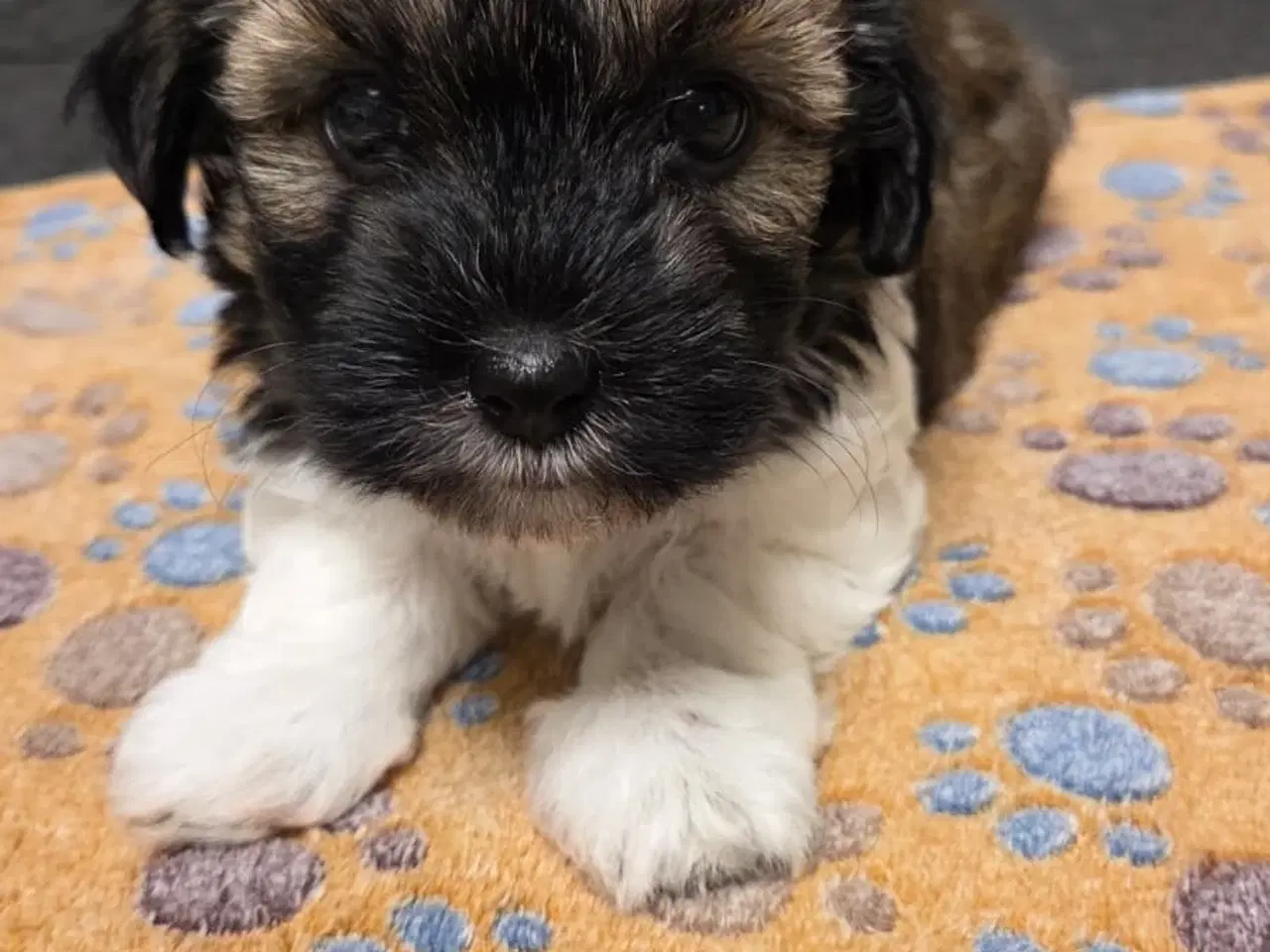 Billede 3 - Søde Maltipoo hvalpe søger nye hjem