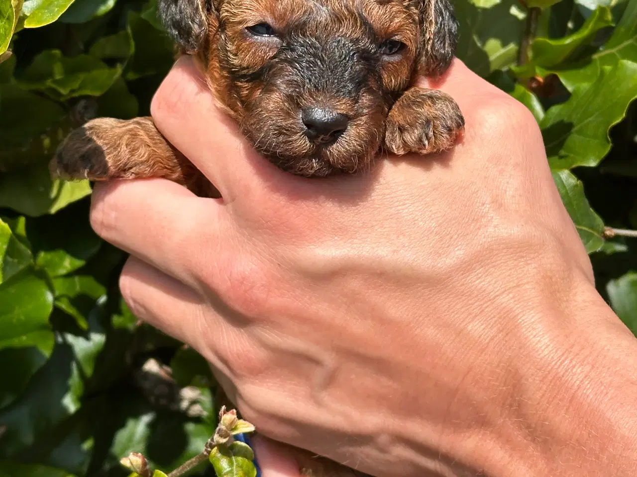 Billede 3 - Skønne Maltipoo - rejseklar uge 30