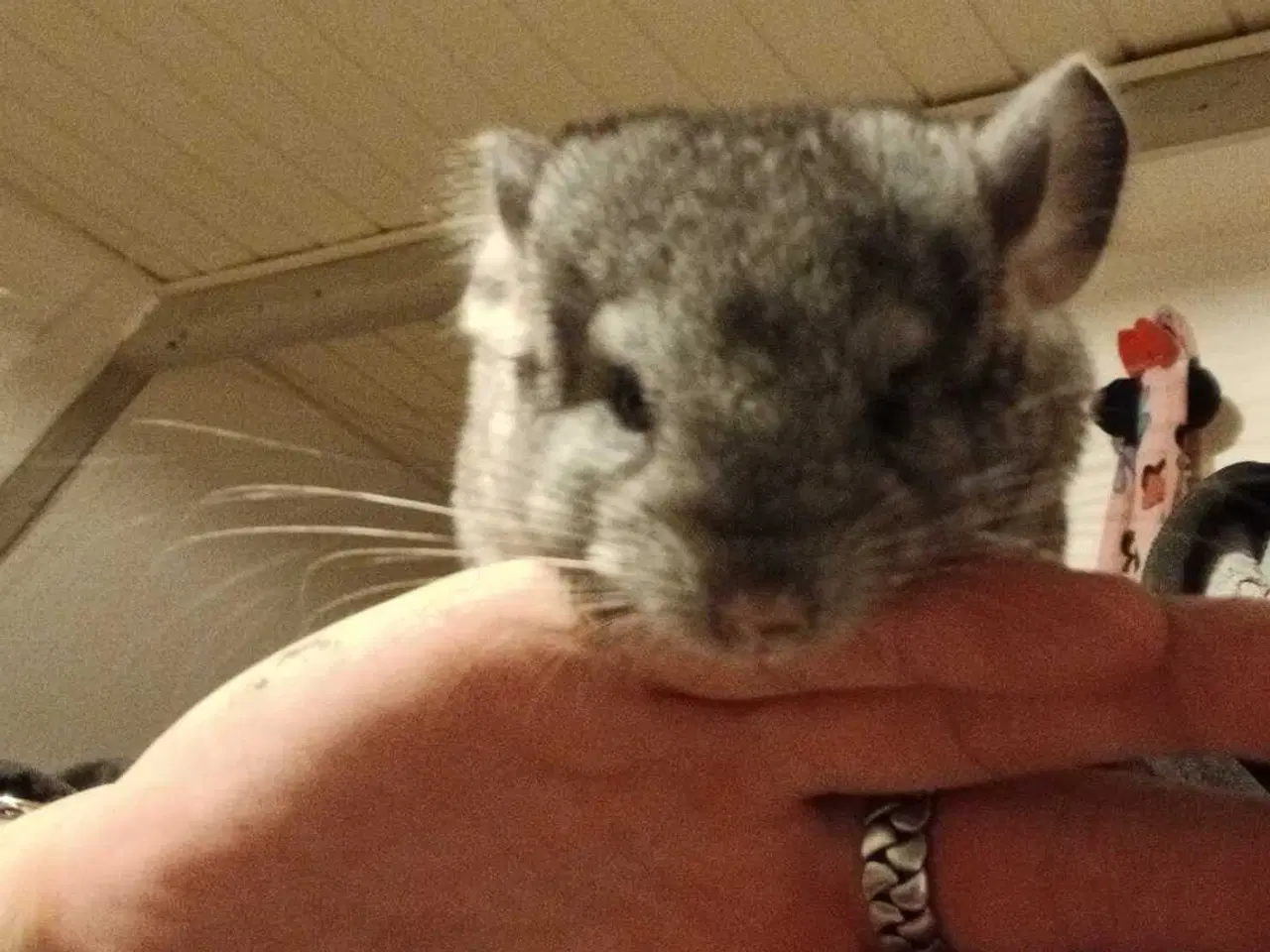 Billede 1 - Chinchilla 