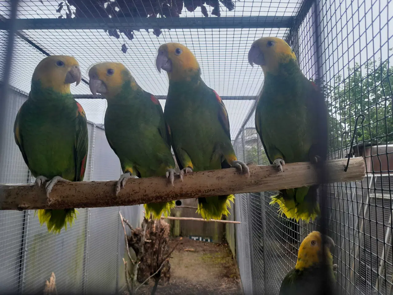 Billede 3 - Amazonas magna og oratrix