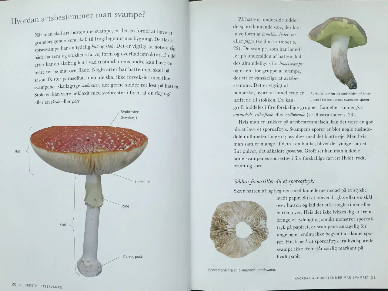 Billede 4 - De bedste spisesvampe, Michael Krikorev