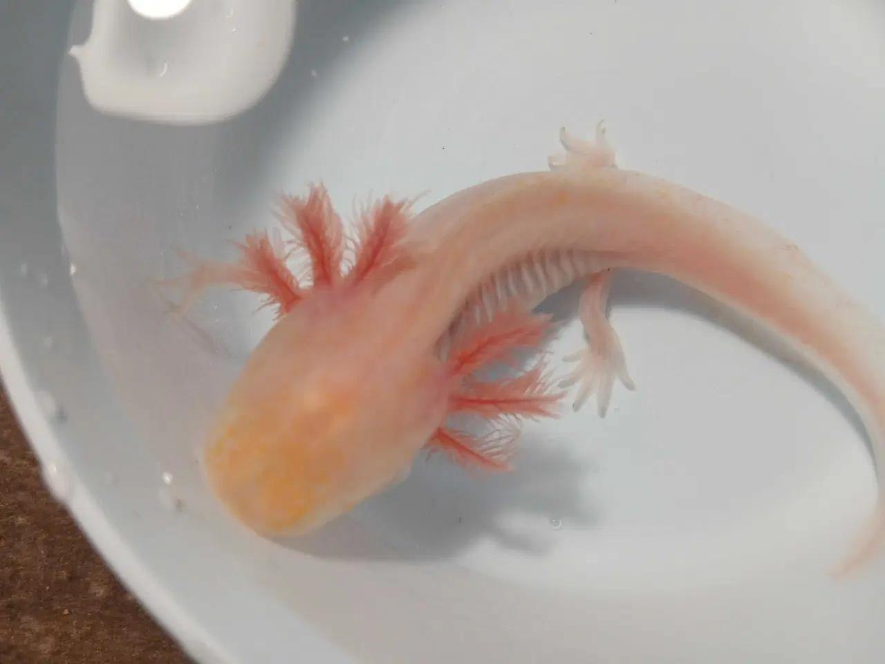 Billede 6 - Mosaik Axolotl 
