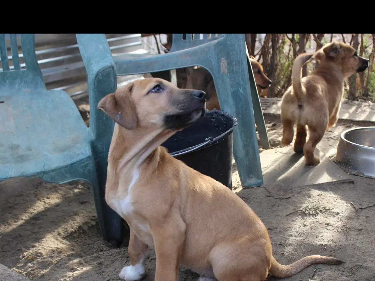 Billede 2 - Sødeste Odin søger familie 