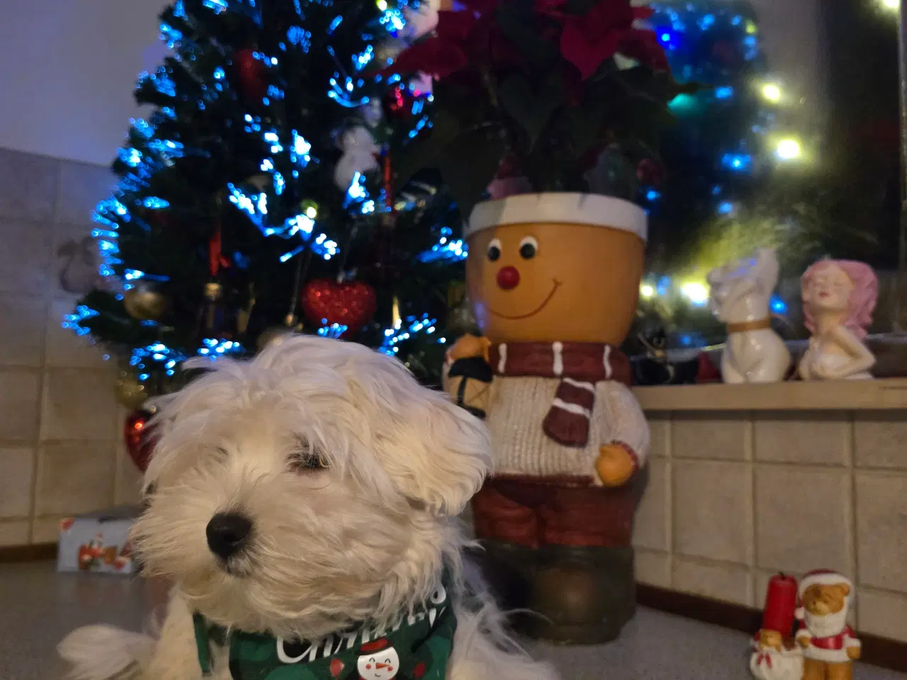 Billede 2 - Malteser hvalpe søger nye hjem ❤️