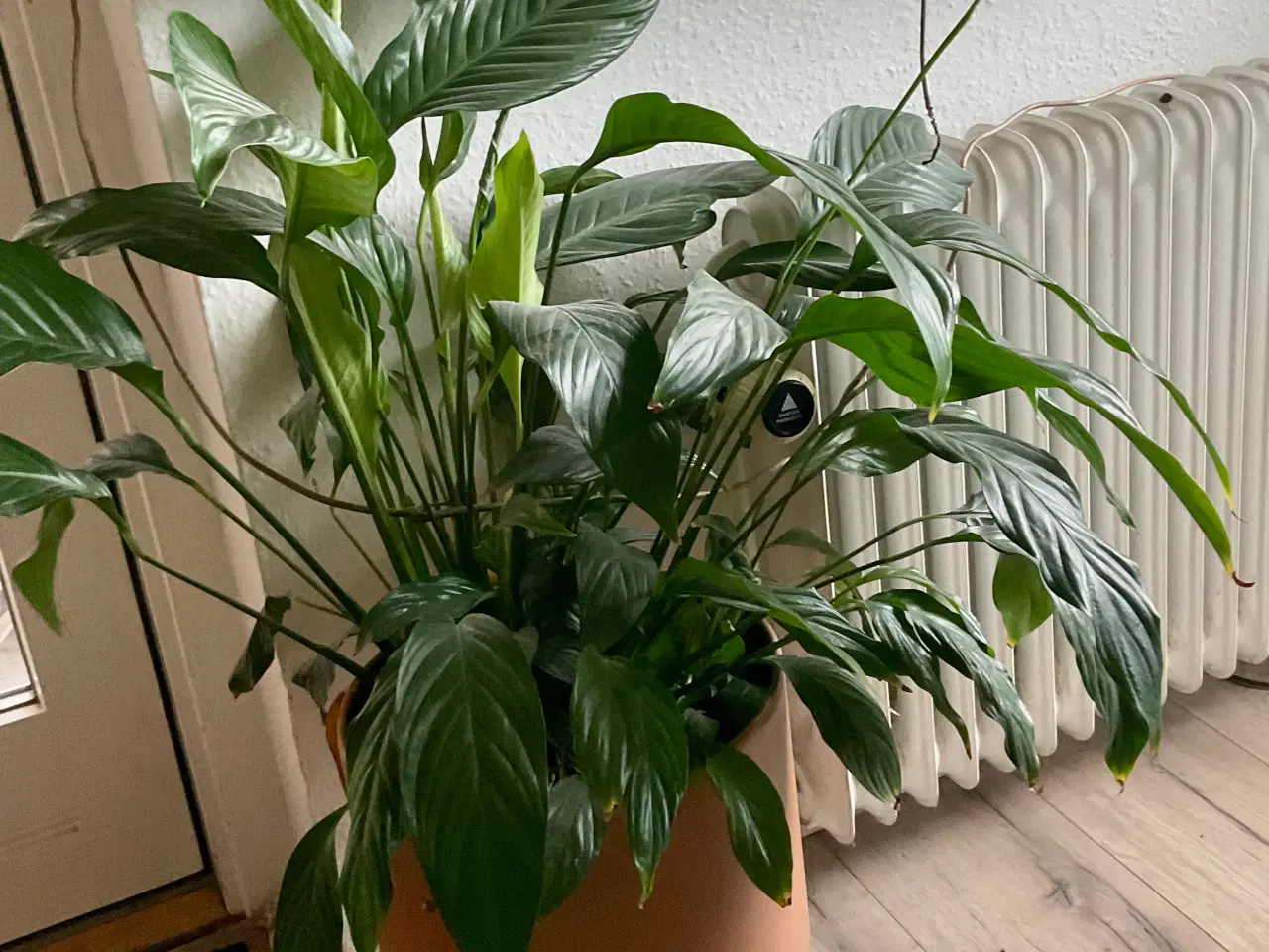 Billede 8 - Forskellige stueplanter