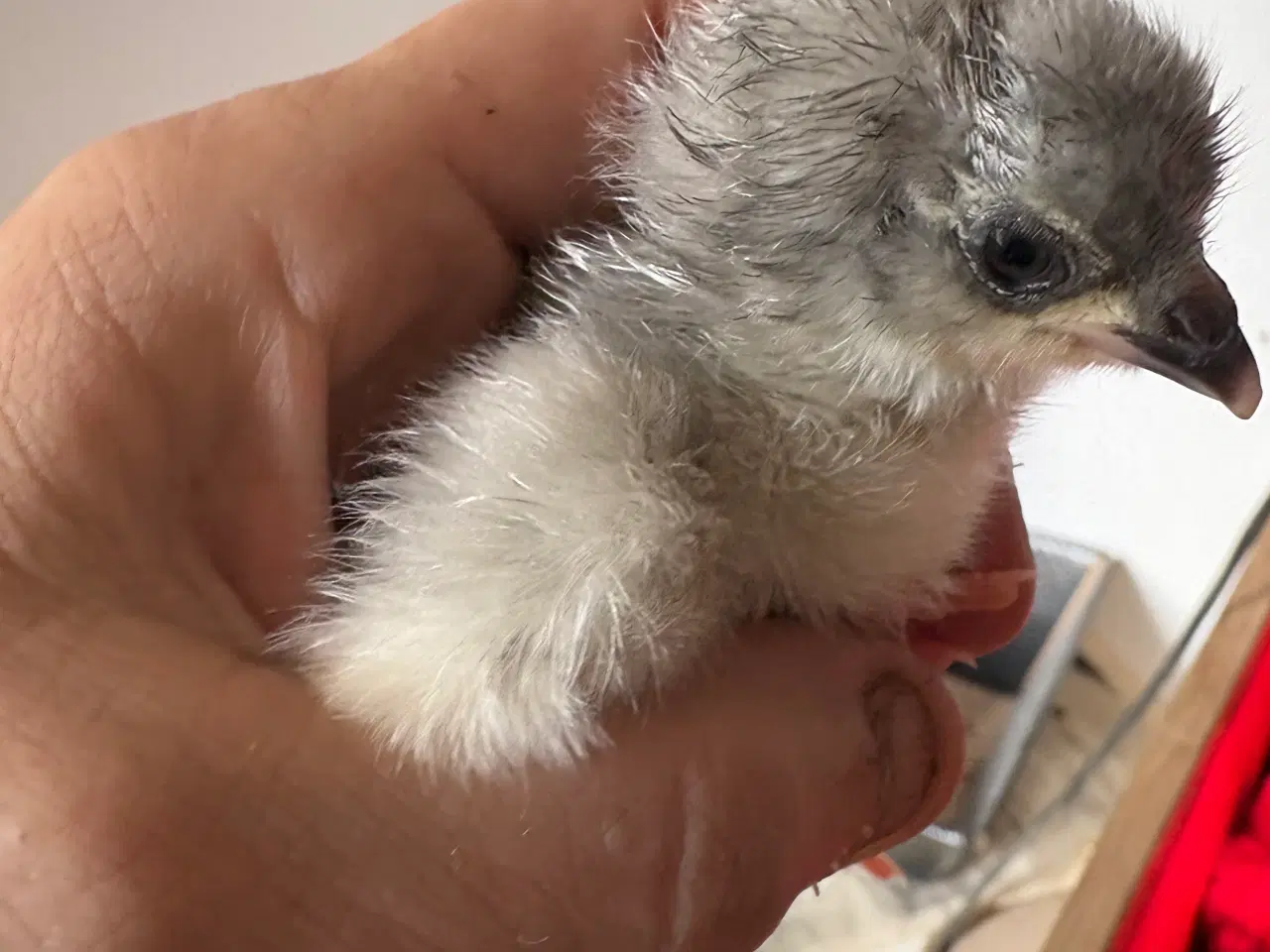 Billede 4 - Daggamle kyllinger