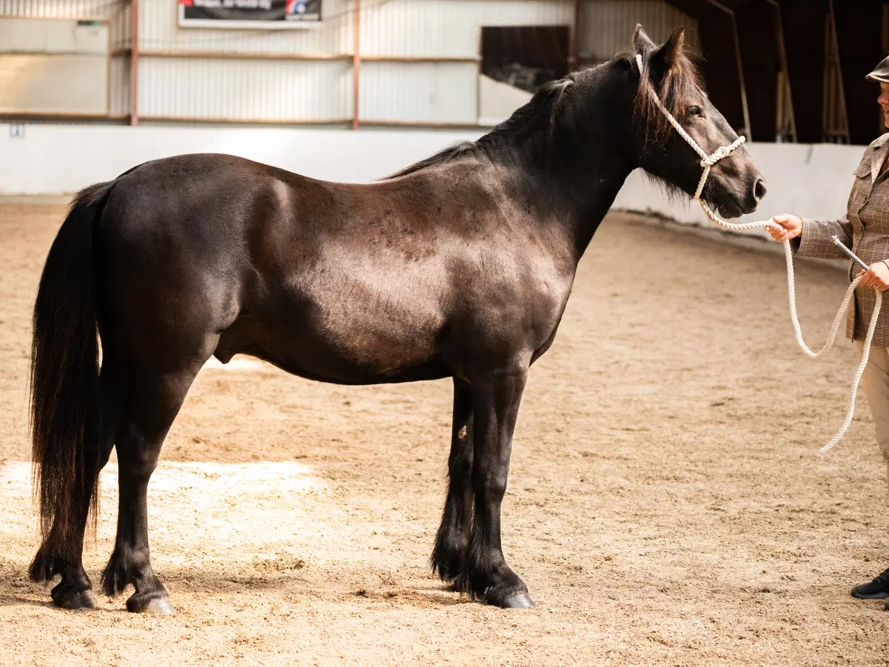 Billede 1 - Fellpony vallak 