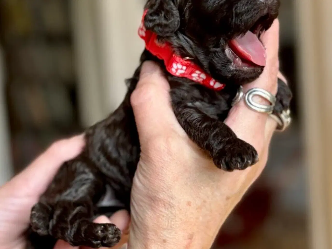 Billede 2 - Allergivenlige og fældefri tæve Toy/Dværgpuddel