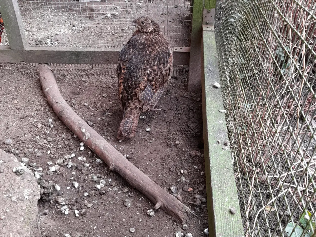Billede 1 - Temminck Tragopan