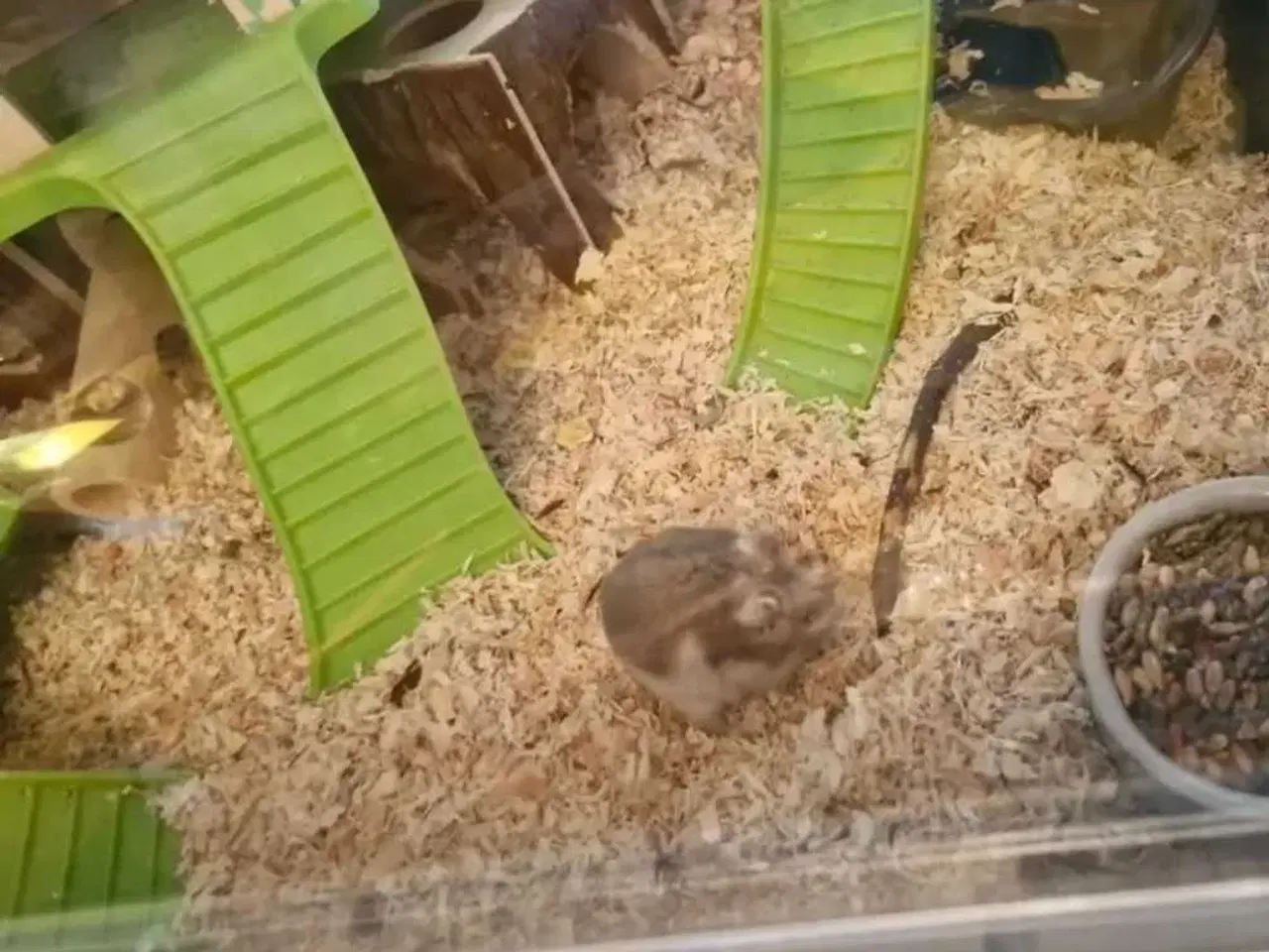 Billede 6 - 2 hamster kømes samlet eller hver for sig der er e