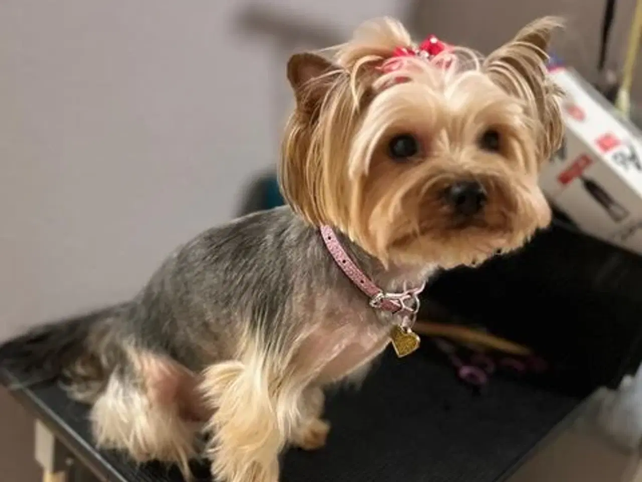 Billede 6 - Yorkshire Terrier