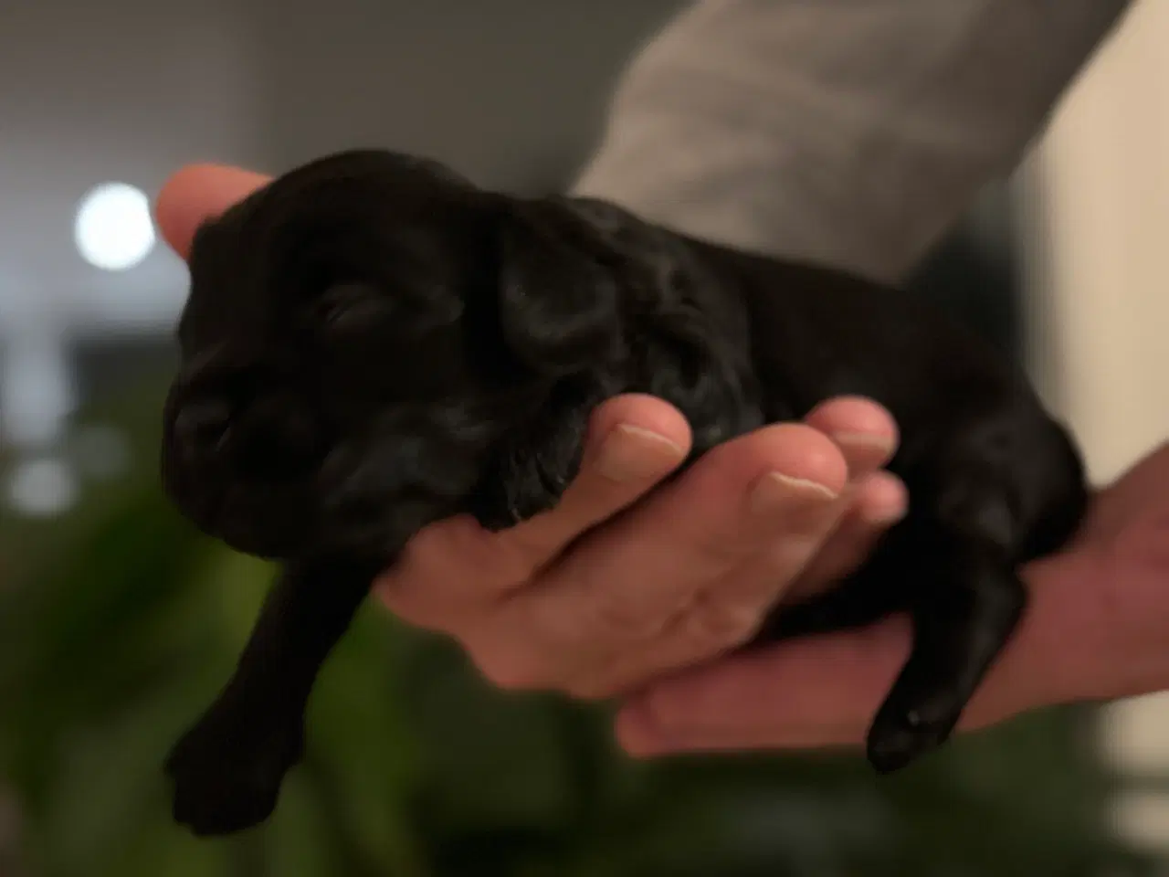 Billede 11 - Shihpoo hvalpe