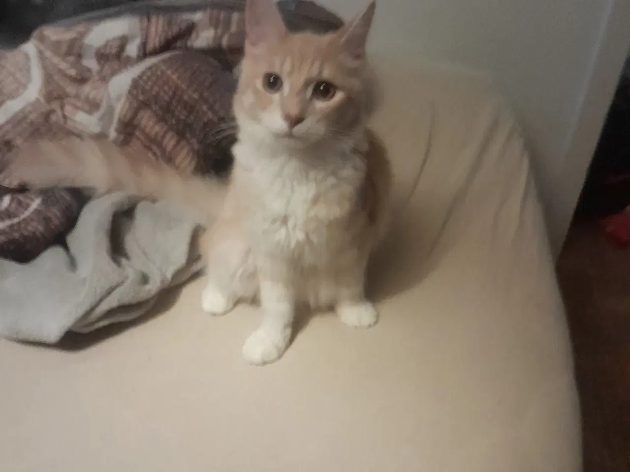 Billede 3 - Skøn maincoone blanding