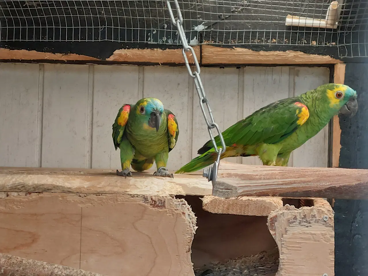 Billede 2 - Blåpandet Amazone par