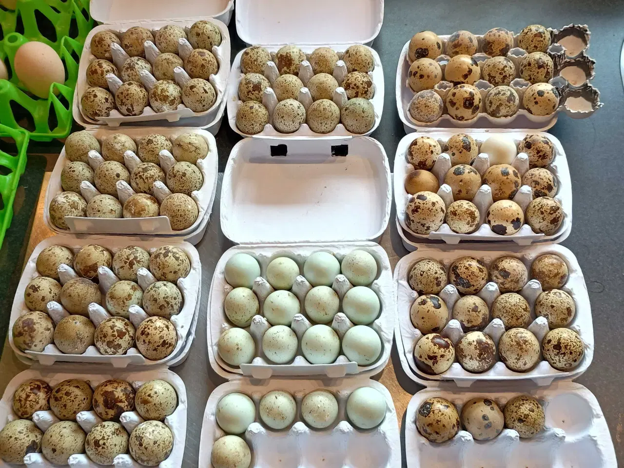 Billede 3 - Daggamle vagtel kyllinger