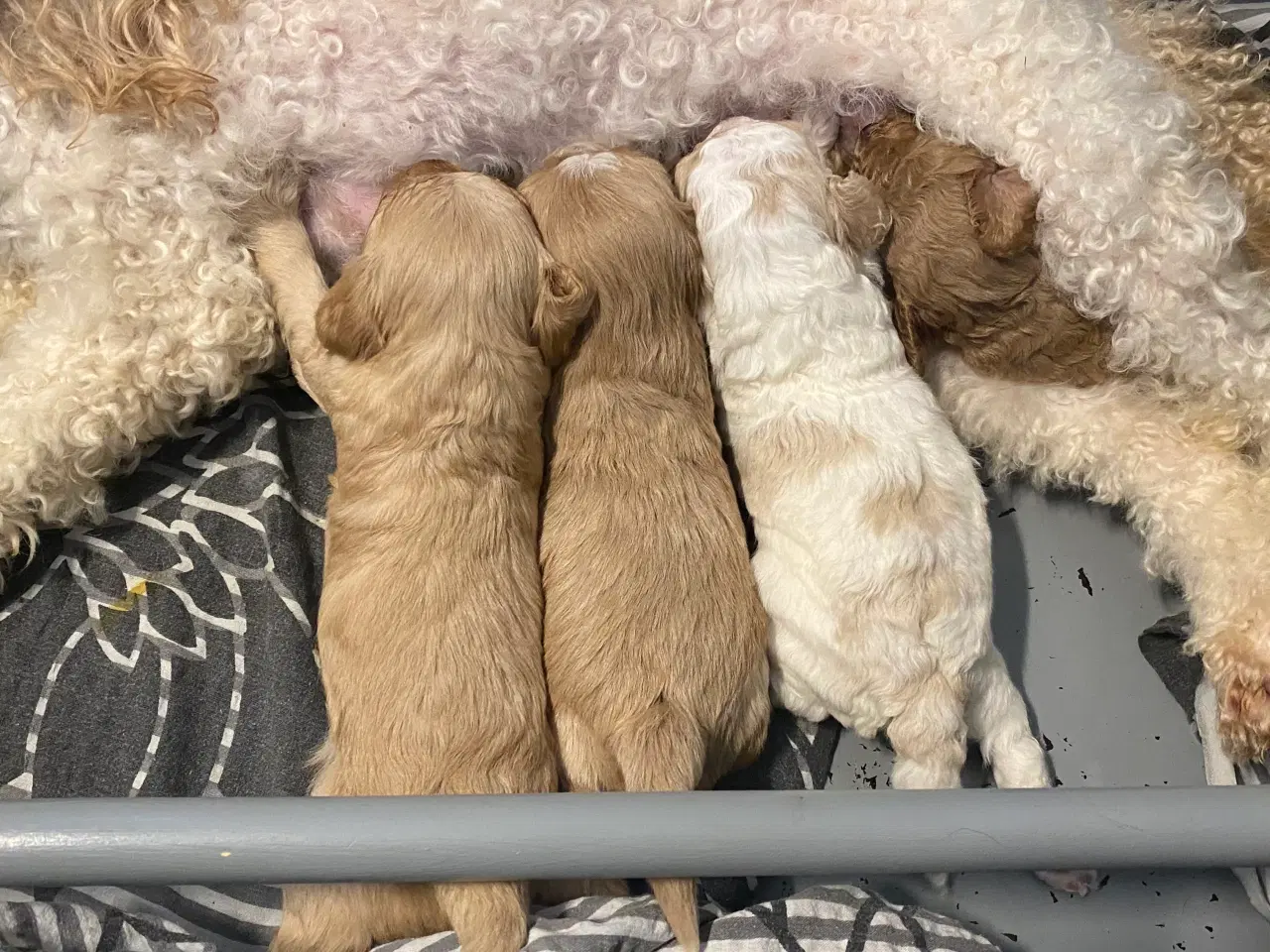 Billede 4 - Cavapoo hvalpe 