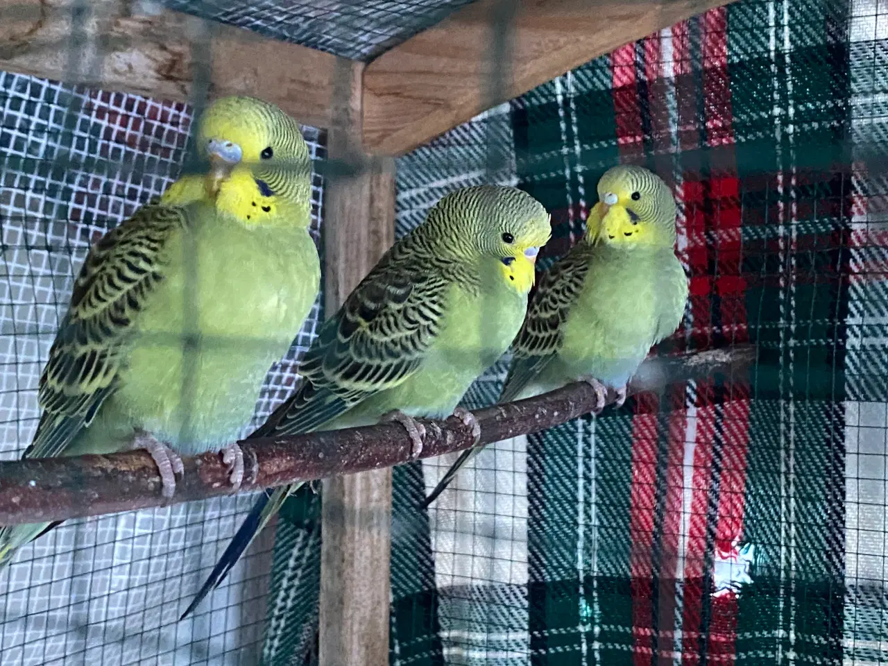 Billede 1 - Undulat unger