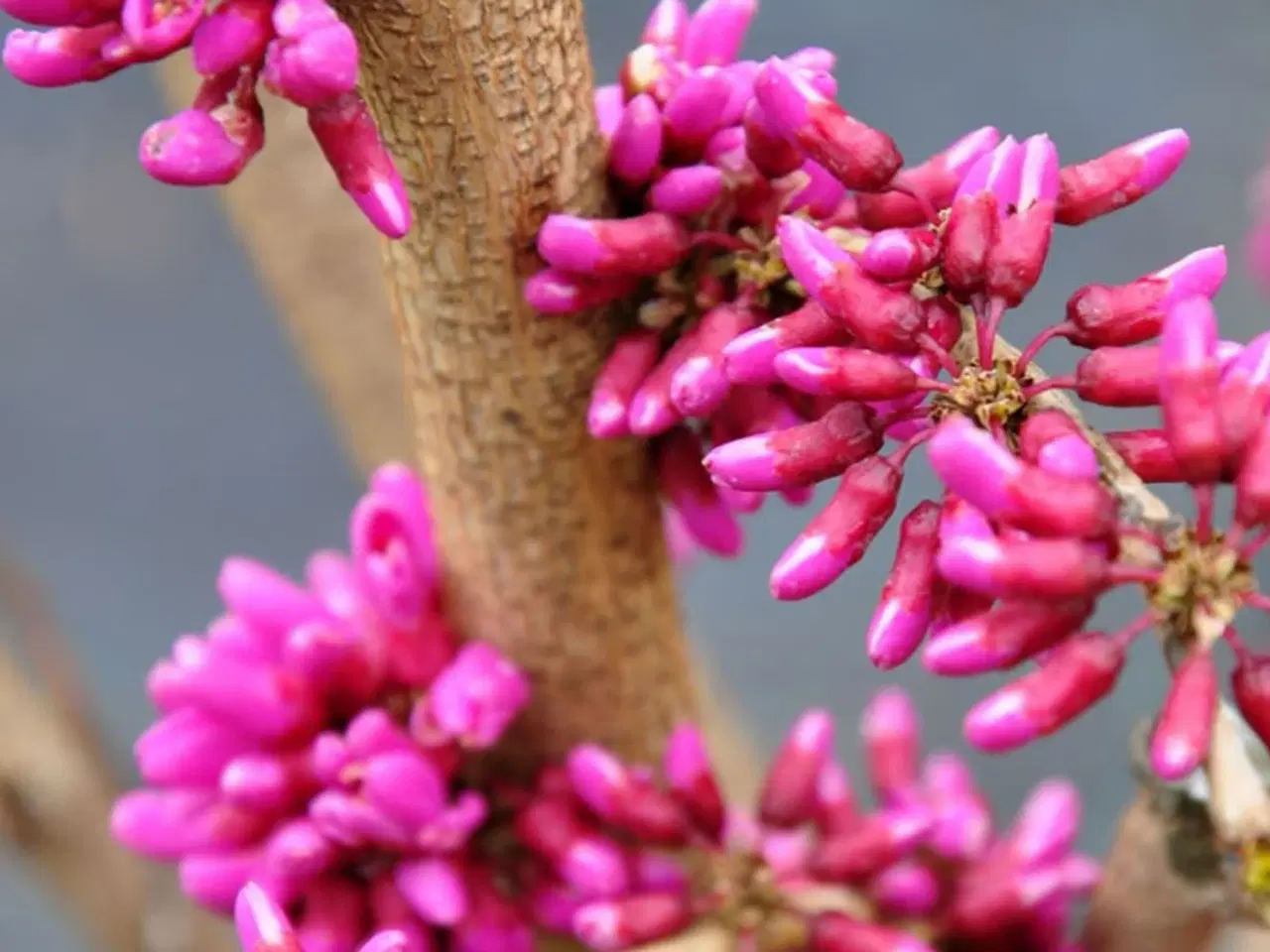 Billede 4 - Judas træ (hårdført