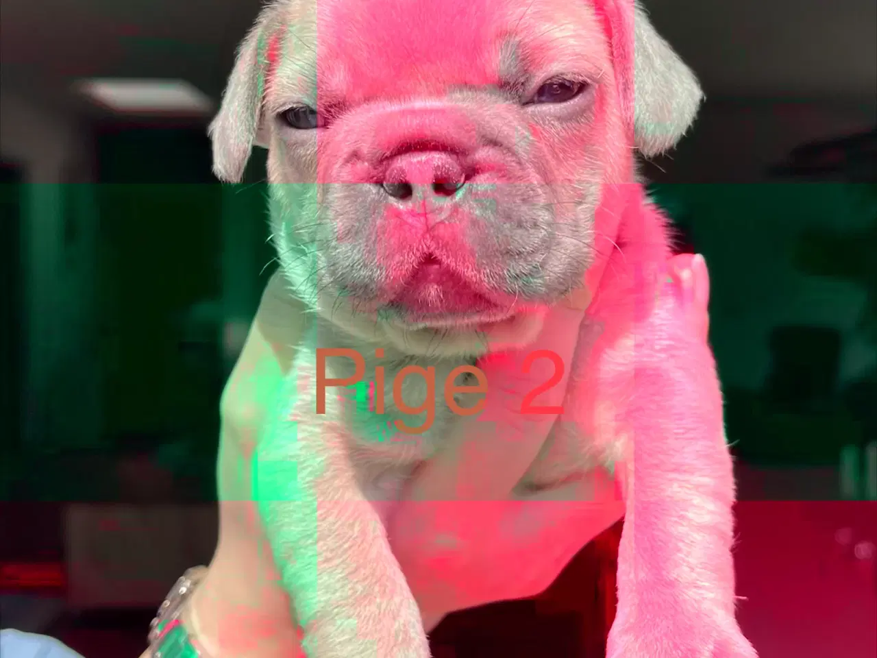 Billede 7 - Fransk bulldog hvalpe