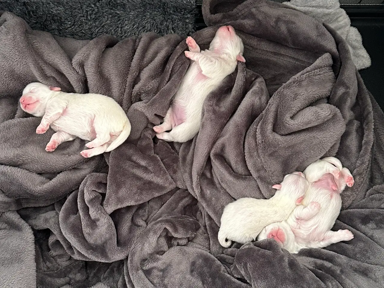 Billede 2 - Lækre coton de tulear hvalpe 