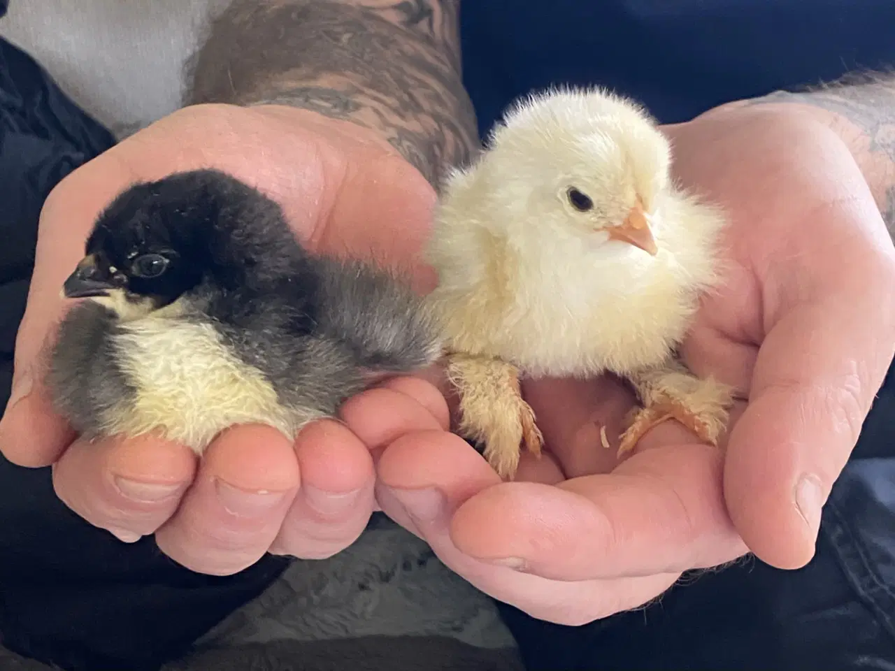 Billede 6 - Rugeæg Brahma stor