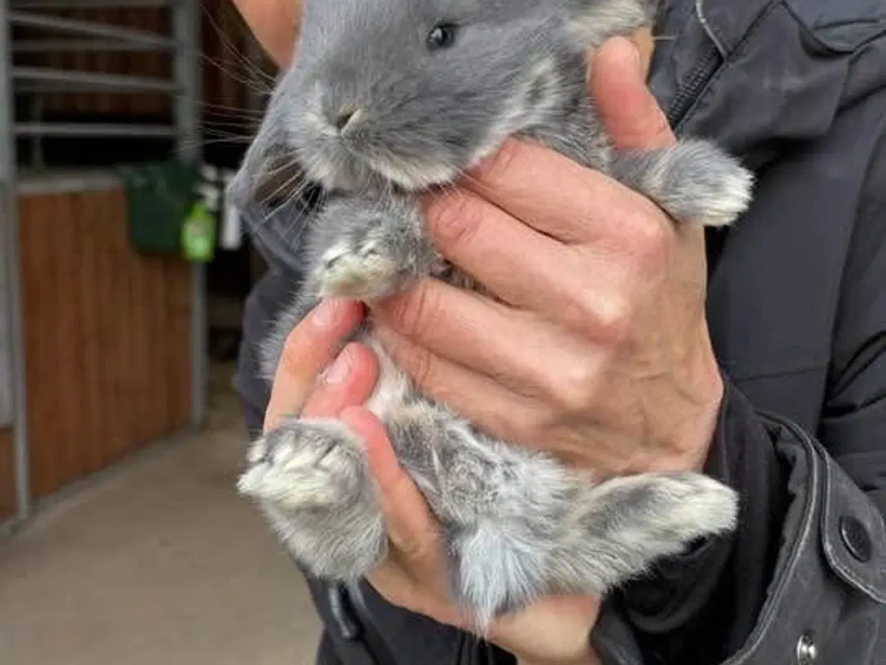 Billede 1 - Tamme franske vædder uger i farven blå og blå otte