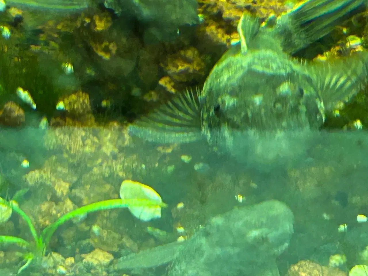 Billede 1 - 🐉 Green Dragon Ancistrus – flotte/robuste maller