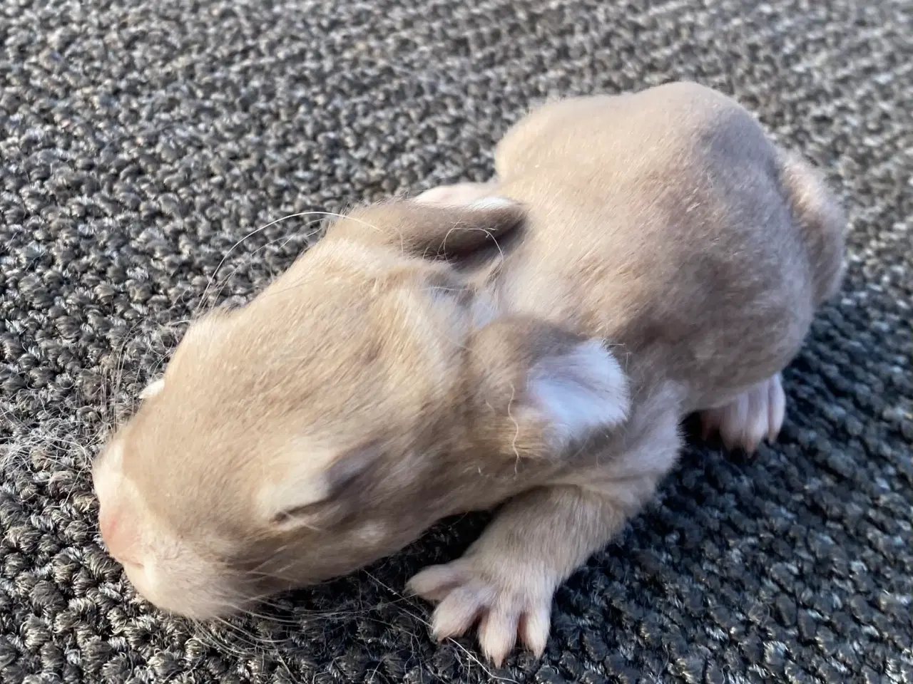 Billede 4 - FRANSK VÆDDER HAN HAVANA OTTER