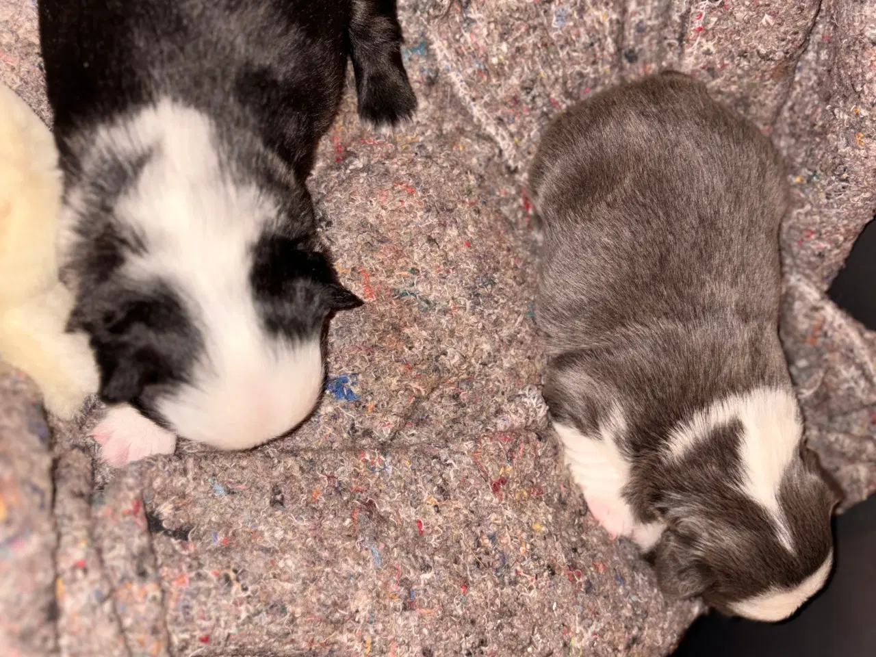 Billede 3 - Nala og Ronja søger et nyt hjem. 