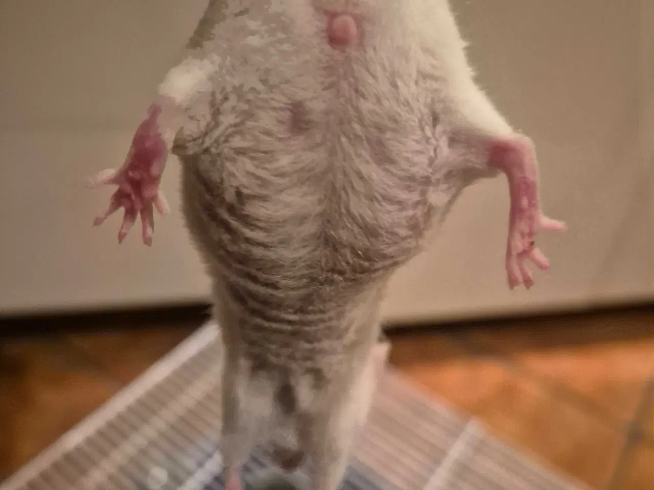 Billede 2 - Mus til salg - 30 kr 🐭