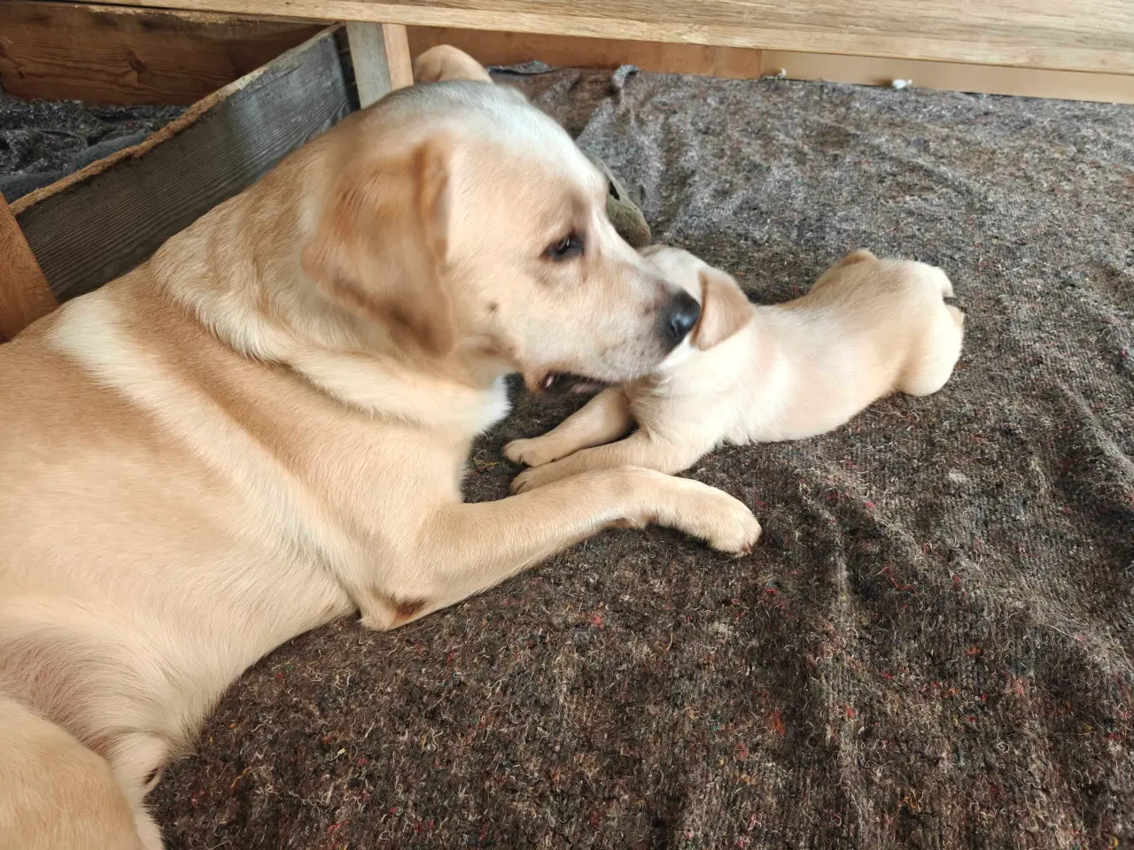 Billede 4 - Labrador Retriever hvalpe 