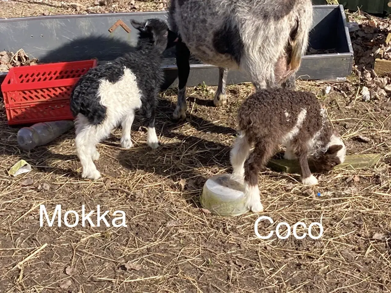 Billede 1 - 4 Gimmer lam spælsau 