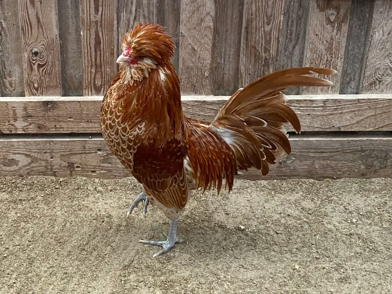 Billede 2 - Dværg hane 