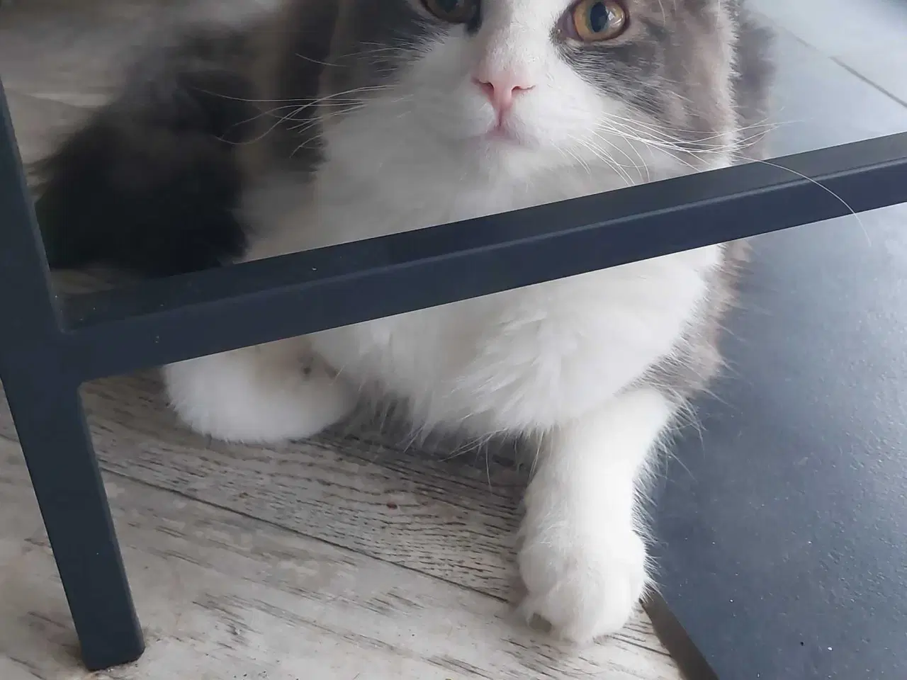 Billede 1 - Hej jeg hedder lusifer 