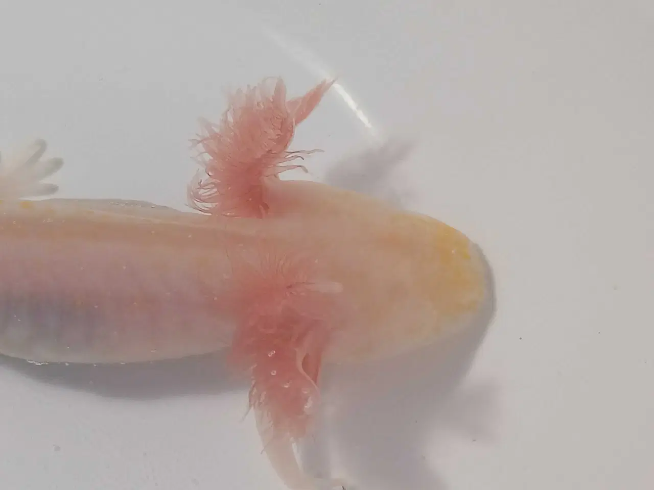 Billede 4 - Golden Mosaik axolotl 
