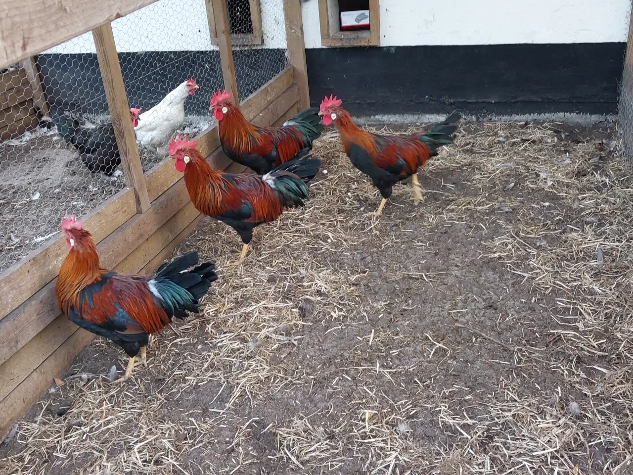 Billede 1 - Brun italiener