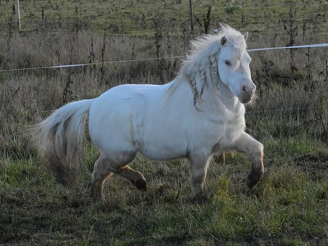Billede 11 - Mini Shetlænder leases eller byttes i avlssæson 