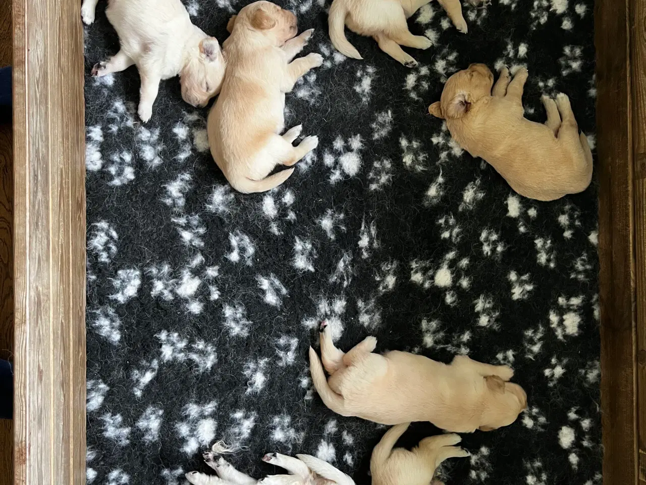 Billede 1 - Golden Retriever
